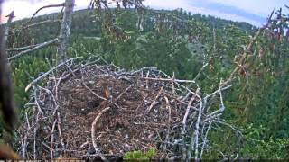 5h19m56s juras erglis a robin visit the nest