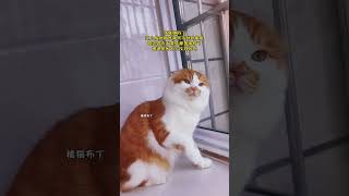 马上三岁了，咋就找不到对象呢？难道是因为它没耳朵吗？橘猫还是那个橘猫 斤的猫斤的反骨 没有一口猫粮是白吃的 一身反骨的猫 猫咪不服气的样子全在脸上