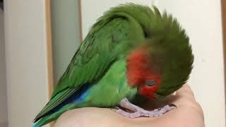 【ベタ慣れ コザクラインコ】 お手入れインコ