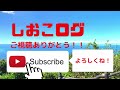 【旅行をもっとお得に】ふじのくに家康公きっぷを解説【静岡旅行は電車で行こう】