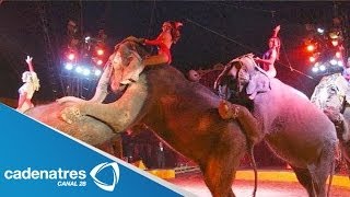 Prohíben el uso de animales en circos de Guerrero