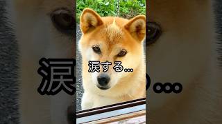 柴犬コロ 世界が笑激する衝撃の犬😂 #柴犬コロ #衝撃 #おもしろ #爆笑 #面白い #shibainu #dog #funny