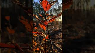 🌿 Your Daily Dose of NATURE [n°18]🌿 nature videos shorts #nature #shorts