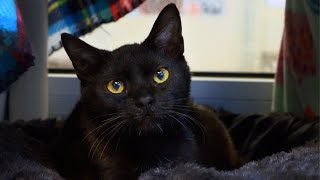 PAWS Humane Society begins managing Columbus Animal Care & Control services
