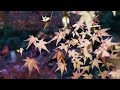 毘沙門の滝・紅葉 bishamon falls・autumn leaves