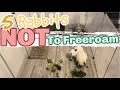 5 RABBITS NOT SUITED TO FREE ROAM| can I freeroam my rabbit| free roam rabbits| My Pawfect Family