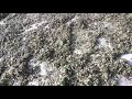 how dry azolla duckweed and wolfia dry azolla and duckweed free feed for chicken fish