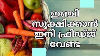 ഇഞ്ചി കേടുവരാതെ വളരെ നാൾ സൂക്ഷിക്കാൻ ഇങ്ങനെ ചെയ്യൂ.how to keep jinger fresh