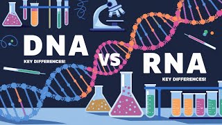 DNA vs RNA: Key Differences, Functions & Importance Explained