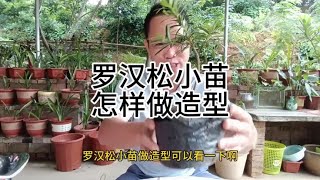 罗汉松小苗怎样怎造型How to shape podocarpus seedlings