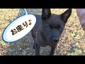 【甲斐犬4ヵ月】本当に賢くて【おすわり簡単に覚えたよ♪】