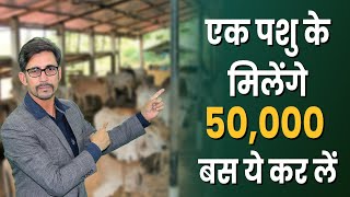 एक पशु के मिलेंगे 50,000 | पशु बीमा योजना | Pashu Bima Yojna | Cattle Insurance