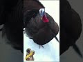 Wild Turkey Attack #Shorts