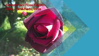 Ooty Tour | Government Rose Garden (Timings, Entry Ticket Cost)