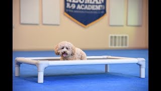 Finley (Miniature Poodle) Boot Camp Dog Training Video