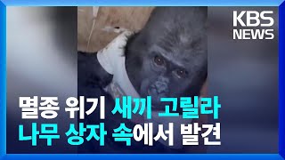 [글로벌K] 멸종 위기 새끼 고릴라까지...이스탄불 공항, 동물 밀수 적발 잇따라 / KBS  2025.01.23.