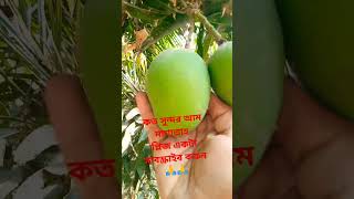 একটি গাছে দুটি আম ধরে আছে দেখুন মাশাল্লাহ কত সুন্দর আম দুটি 🥭🥭।How nice the mangos। #আম #shortvdo