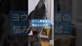 ヨウム飼育で大変なこと