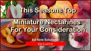 This Seasons Top Miniature (Dwarf) Nectarines For Your Consideration 2025 Update