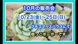 10月販売会のお知らせです❗️根っこボーボー❣️成長期の苗❣️