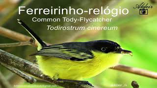 Canto Ferreirinho relógio  Todirostrum cinereum  Common Tody-Flycatcher