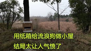 房车旅行遇到流浪狗，用纸箱给它做个小屋，结果被人无情的拿走了【大毛房车游记】