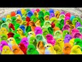 Catch Cute Chickens, Colorful Chicken, Rainbow Chickens,Ducks,Cute Cats,Rabbits,Animals Cute#371