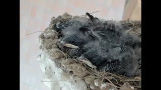 【ツバメさん(Swallow nest)2nd】(*‘ω‘ *)2nd season 20220714　Wild birds