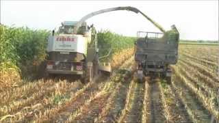 Ciszöv 49 KFT Cibakháza 2012 Silózás *HUNGARY* [ Claas Jaguar 850, Fendt 310 Vario ] HD