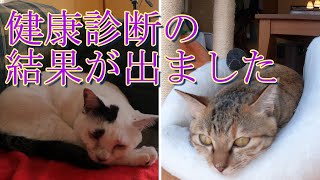 【健康診断の結果が出ました】元保護猫のエースとリリィの成長記57