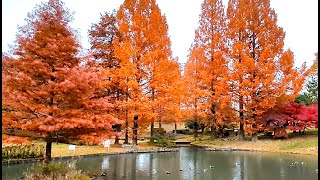 【fall foliage　Maehira Park　前平公園・紅葉】　岐阜県美濃加茂市　2024年12月7日（土）　Gifu-Japan