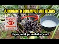 the benefits of ajinomoto mixed with rice water are good for palm growth