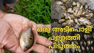 ഒരു അടിപൊളി പള്ളത്തി പിടുത്തം//adipoli pallathi pidutham//pallathi pidutham, pallathi fish catching