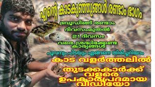 എന്റെ കാട കുഞ്ഞുങ്ങൾ രണ്ടാം ഭാഗം ബ്രൂഡിങ്ങ് #RITHOOS Tips  21ദിവസം വരെ ശ്രദ്ധിക്കേണ്ട കാര്യങ്ങൾ