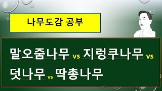 말오줌나무 vs 지렁쿠나무 vs 덧나무 vs 딱총나무 : 서로 다른 특징