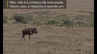 Guepardo caçando gnu!