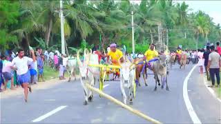 தஞ்சாவூர் மாவட்டம் பொன்காடு நடுமாடு2 நேரலை