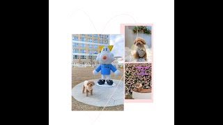 [말티푸 브이로그🐾] 동탄 롯데백화점 펫파크 위드랜드 다녀왔어요~♥