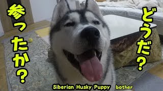 ただ邪魔したかっただけのハスキー犬 Husky Puppy