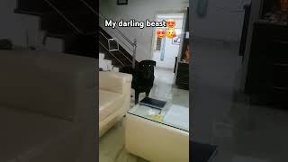 ఒక్క అరుపు తో భయపెట్టే సత్తా ఉన్నోడు మా డాలర్ (Rottweiler)