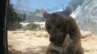 Syrian Brown Bear Ghamadan Zoo Amman Jordan الدب البني السوري في حديقة غمدان للحيوانات عمان الأردن