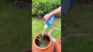 Make your own Watering Can for Plants #shorts #YTshorts #DIY #organicgardeningbyindianarchitect