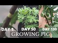 FIG | How to grow fig tree in pot from air layering!