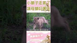 小獅子走累了，撒嬌讓母獅叼它! #lion #animal #動物