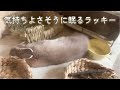 気持ちよさそうに眠るうさぎ✨✨