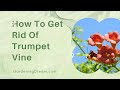 How To Get Rid Of Trumpet Vine