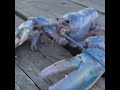 blue lobster