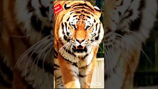 Animals transfarmation #animals #animalstransformation #shorts #short #shortvideo #subscribe #cute