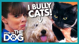 Victoria Stunned as Dog Bullies Owner and Her Cat | It's Me or the Dog