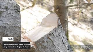 Arbre partiellement déraciné ou penché